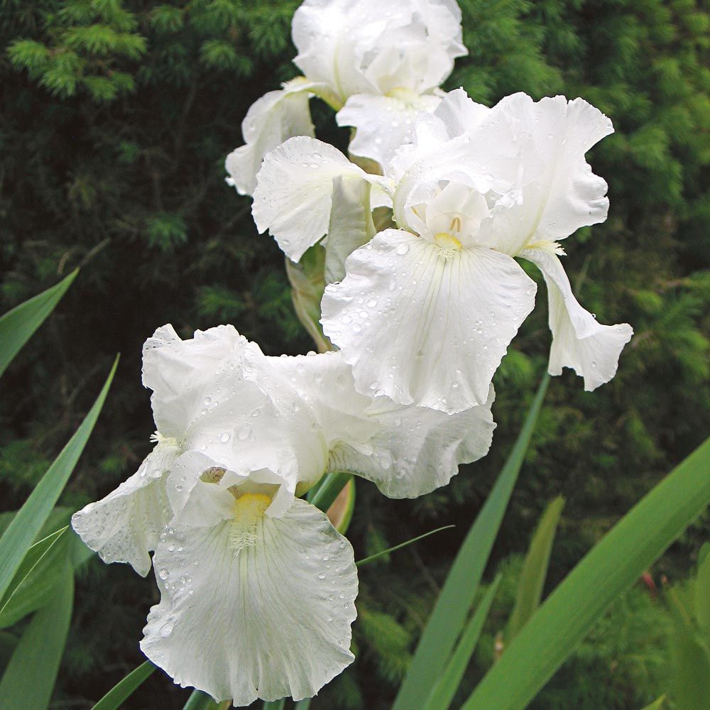 Iris germanica White